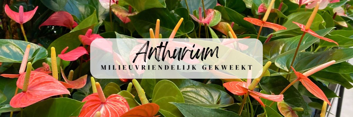 Kamerplanten Serie (1200 x 400 px) https://www.abbing.nl/wp-content/uploads/2025/01/Kamerplanten-Serie-1200-x-400-px.jpg