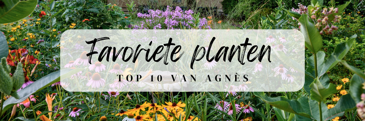 https://www.abbing.nl/wp-content/uploads/2025/10/Top-10-herfstplanten-van-Agnes.png