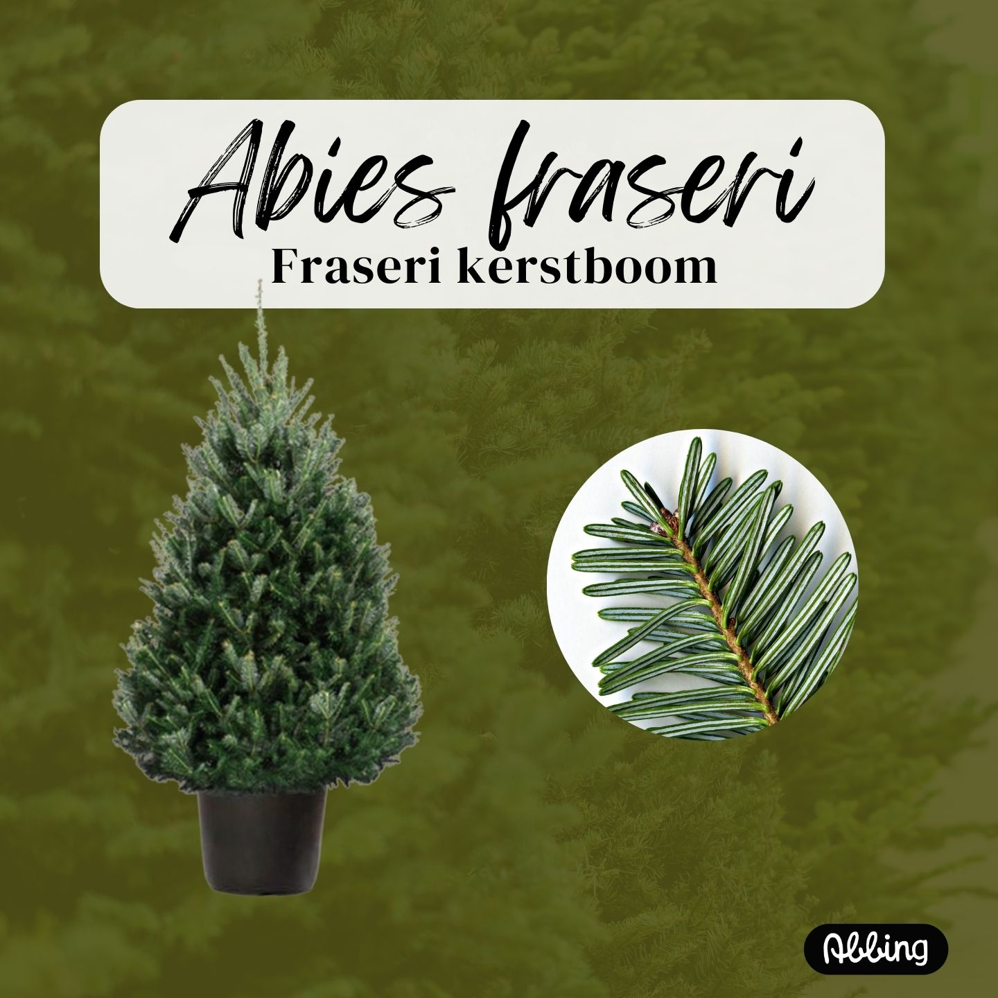 https://www.abbing.nl/wp-content/uploads/2025/11/Abies-fraseri.jpg