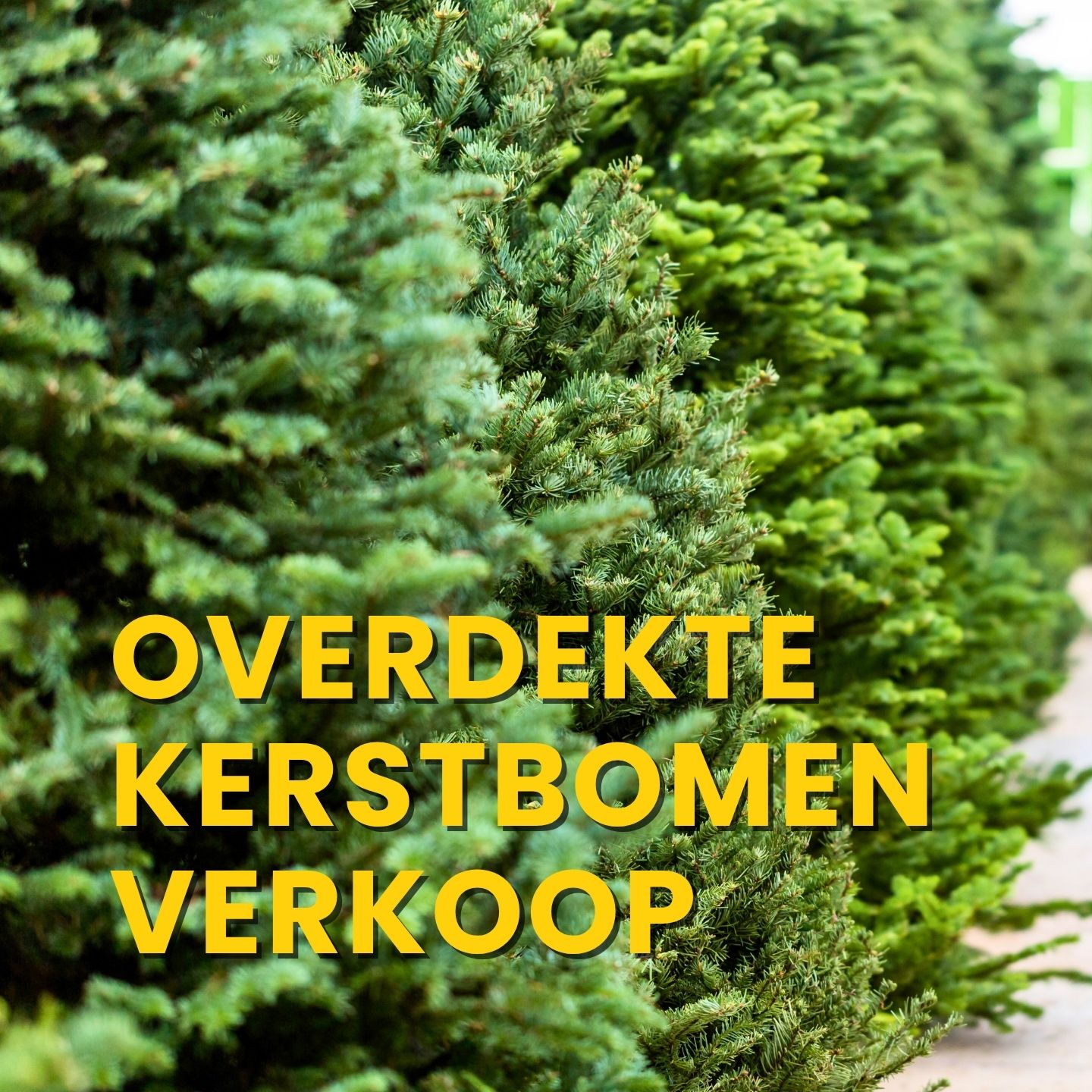 https://www.abbing.nl/wp-content/uploads/2025/11/Overdekte-kerstbomenverkoop.jpg