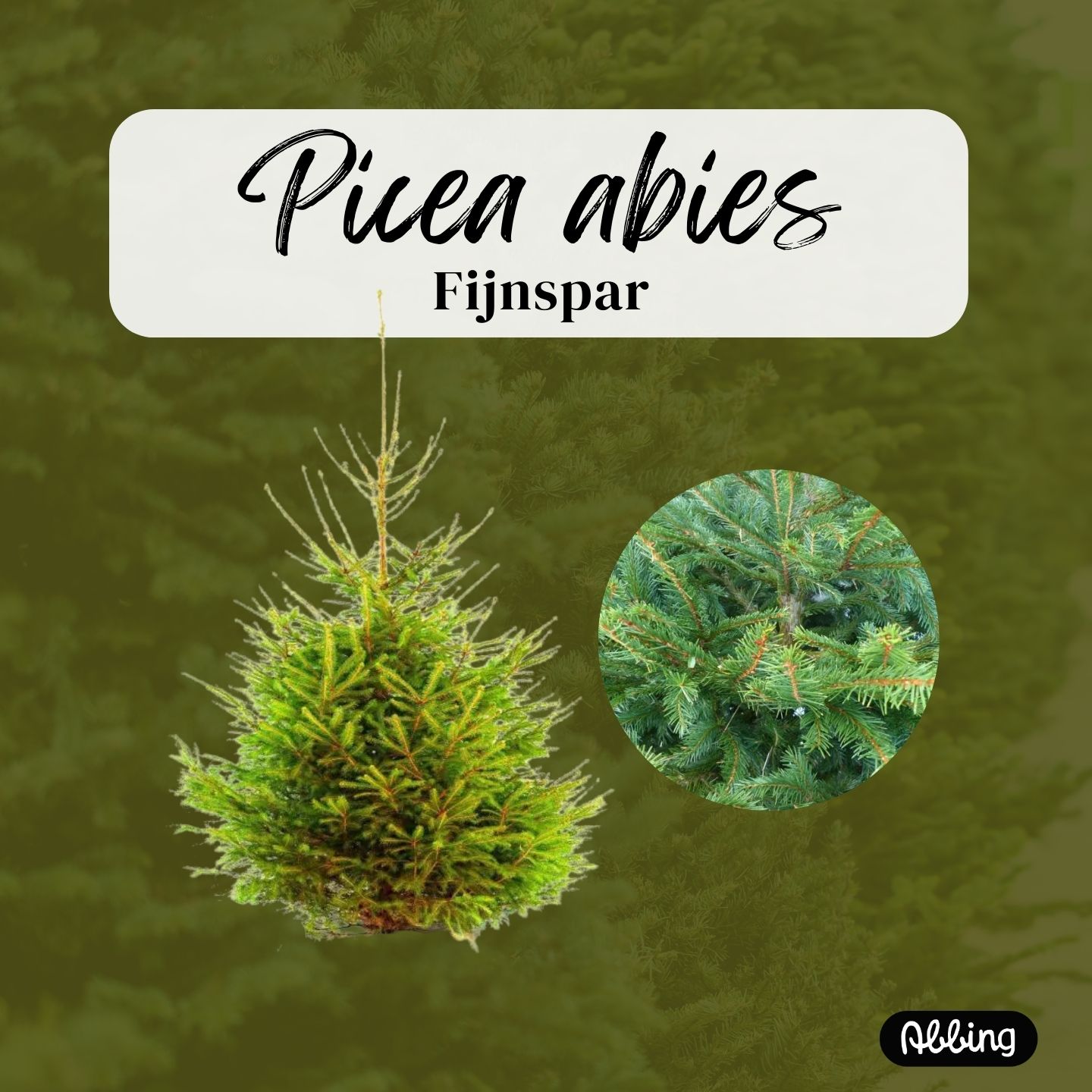 https://www.abbing.nl/wp-content/uploads/2025/11/Picea-abies.jpg