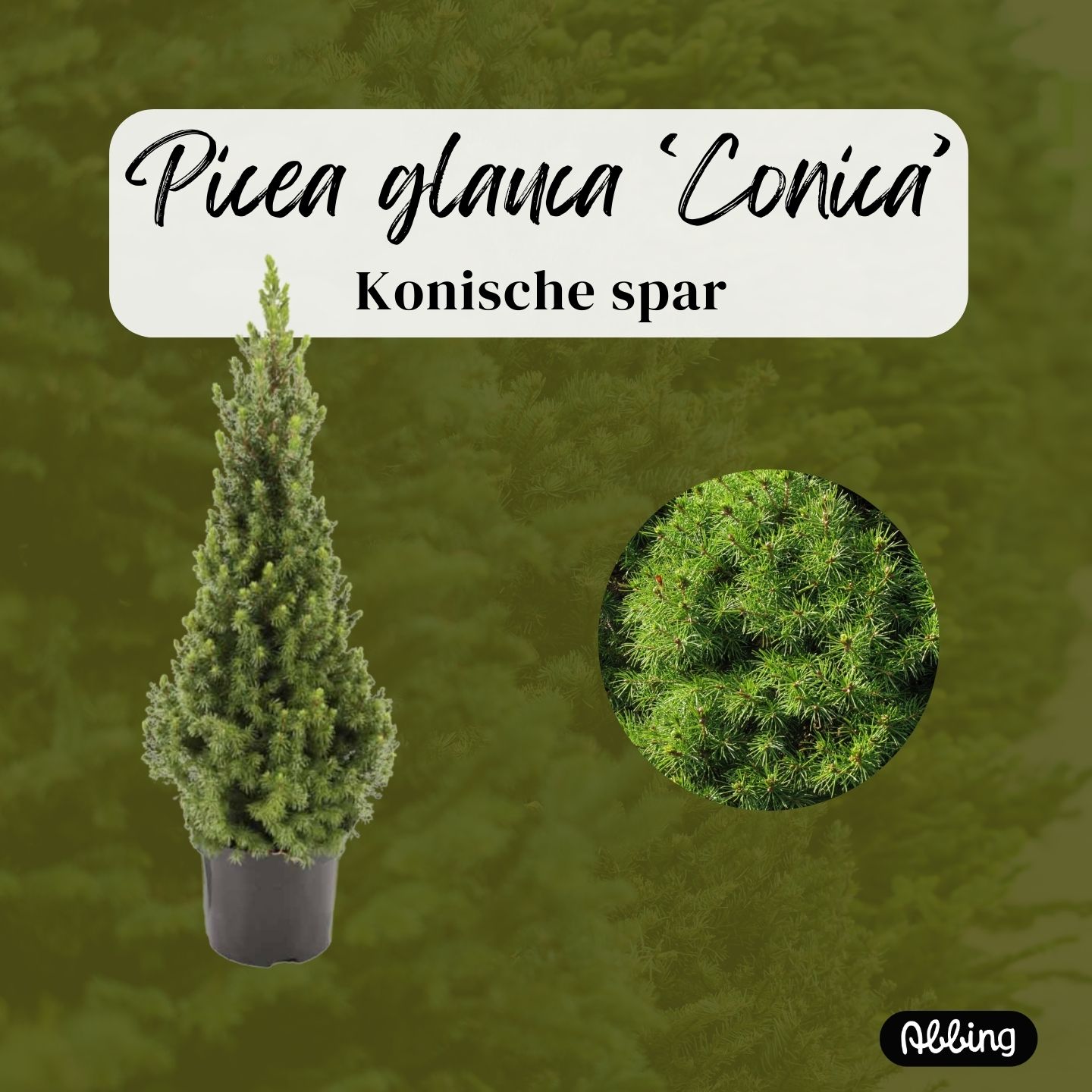 https://www.abbing.nl/wp-content/uploads/2025/11/Picea-glauca-Conica.jpg