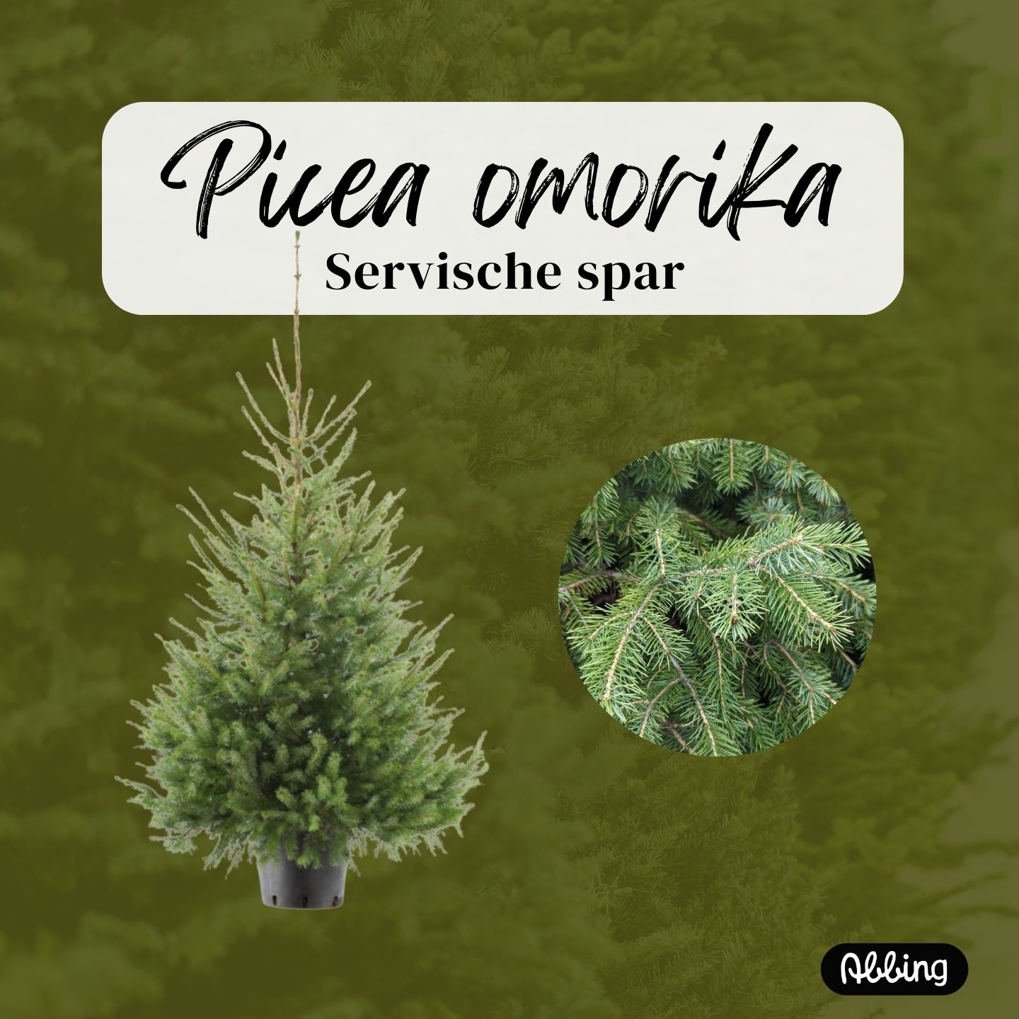 https://www.abbing.nl/wp-content/uploads/2025/11/Picea-omorika.jpg